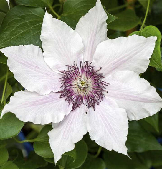 Clematis Snow Queen - Live Plant in a 4 Inch Growers Pot - Clematis &