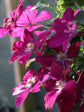 Clematis Sunset - Live Plant in a 4 Inch Growers Pot - Clematis &