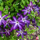 Clematis Venosa Violacea - Live Plant in a 4 Inch Growers Pot - Clematis &