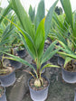Coconut Palm - Live Plant in a 10 Inch Growers Pot - Cocos Nucifera - Ornamental Palms of Florida
