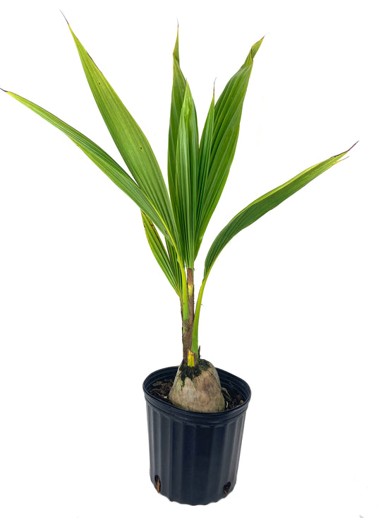 Coconut Palm - Live Plant in a 10 Inch Growers Pot - Cocos Nucifera - Ornamental Palms of Florida