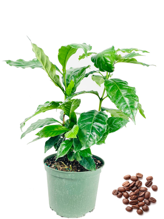 Coffee Plant - Live Plant in a 6 Inch Pot - Coffea Arabica - Beautiful Easy Care Indoor Houseplant