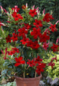 Crimson Mandevilla Plant with Trellis - Live Plant in a 10 Inch Pot - Mandevilla spp. - Beautiful Flowering Easy Care Vine