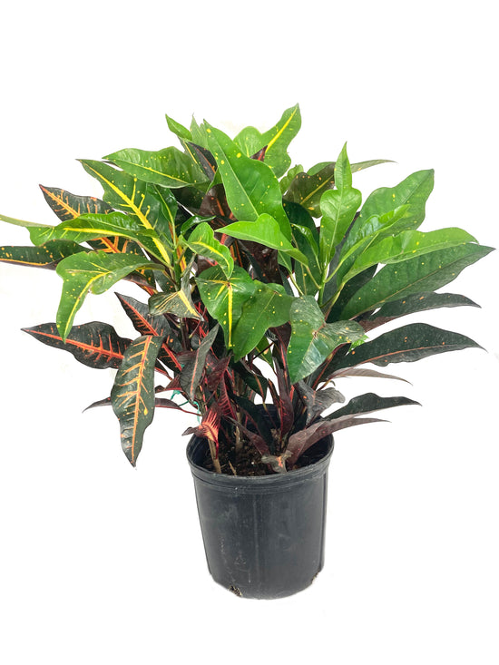 Croton Fantasy - Live Plant in a 10 Inch Growers Pot - Codiaeum &