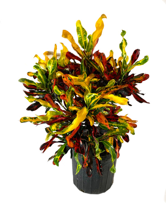 Croton Mammy - Live Plant in a 3 Gallon Pot - Codiaeum &