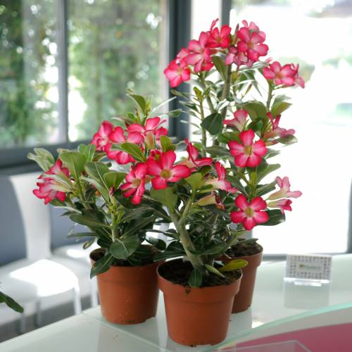 national PLANT NETWORK Desert Rose Assorted Mix (Adenium) in 4 in