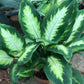 Dieffenbachia Camille Dumb Cane - Live Plant in a 8 Inch Growers Pot - Dieffenbachia &
