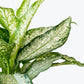 Dieffenbachia Tiki Dumb Cane - Live Plant in a 8 Inch Growers Pot - Dieffenbachia &