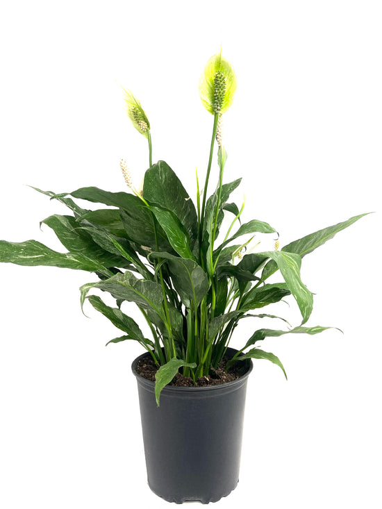 Domino Peace Lily - Live Plant in a 8 Inch Pot - Spathiphyllum &