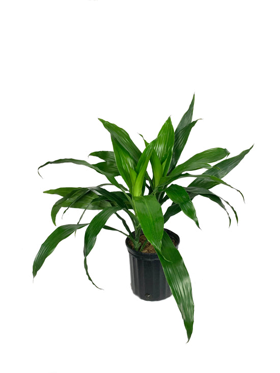 Dracaena Janet Craig - Live Plant in a 8 Inch Pot - Dracaena Deremensis &