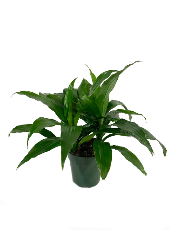 Dracaena Janet Craig - Live Plant in a 6 Inch Pot - Dracaena Deremensis &