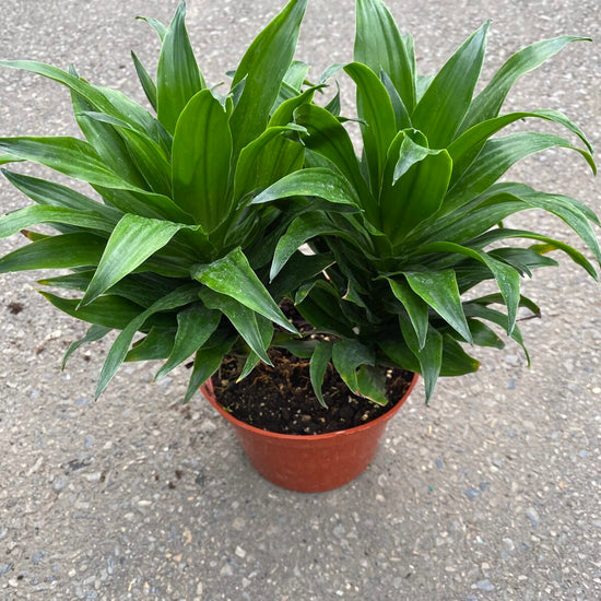 Dracaena Janet Craig Compacta - Live Plant in a 6 Inch Pot - - Dracaena Deremensis ‘Janet Craig Compacta’ - Florist Quality Low Maintenance Indoor Houseplant