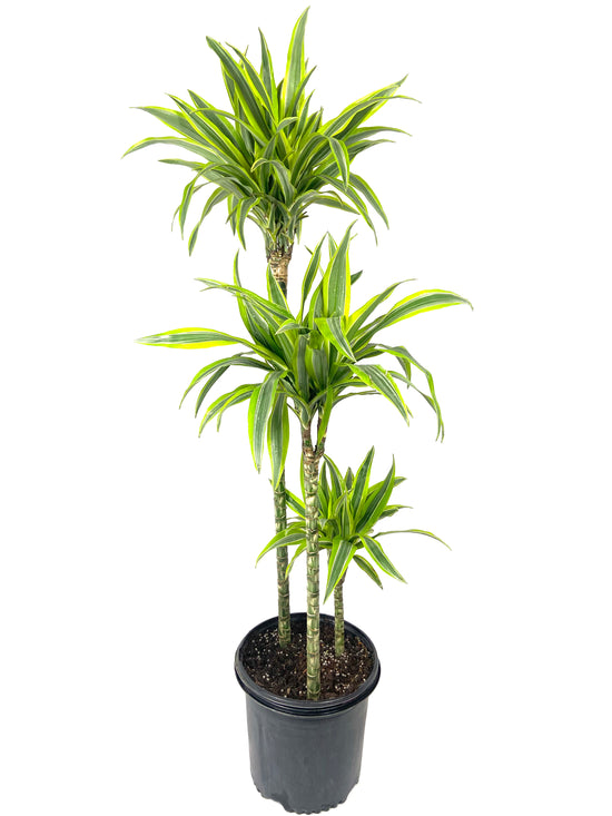 Dracaena Lemon Lime Cane - Dragon Tree - 3 Staggered Canes - Live Plant in an 10 Inch Growers Pot - Dracaena Warneckii "Lemon Lime&