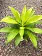 Dracaena Lime Light - Live Plant in an 6 Inch Growers Pot - Dracaena Fragrans &