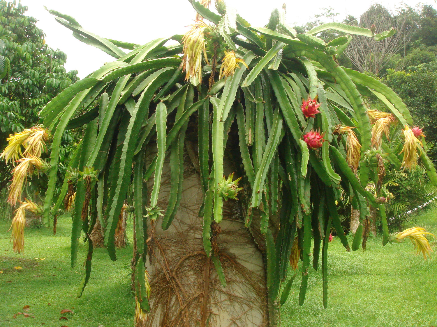 Dragon Fruit Tree - Live Plant in a 4 Inch Pot - Hylocereous Undatus -  Edible Tropical Fruit Plant from Florida 