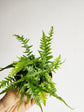 Dragon Tail Fern - Live Plant in a 4 Inch Pot - Asplenium Ebinoides - Rare and Exotic Ferns from Florida