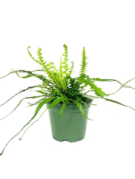 Dragon Tail Fern - Live Plant in a 4 Inch Pot - Asplenium Ebinoides - Rare and Exotic Ferns from Florida