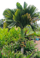 Dwarf Areca Catechu Palm - Live Plant in a 10 Inch Pot - Areca Catechu &