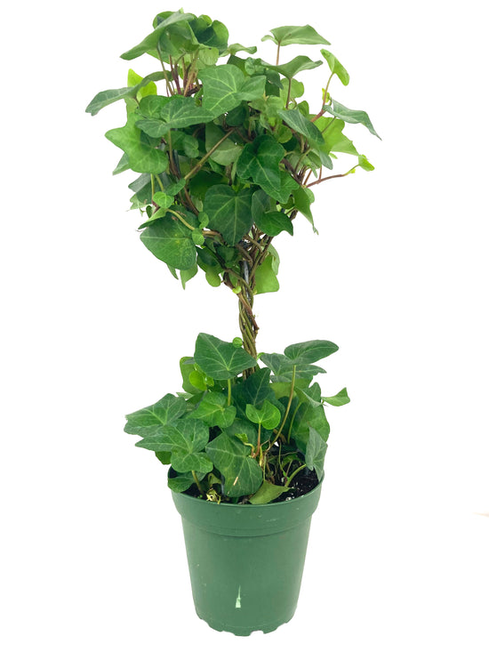 English Ivy Globe - Live Plant in a 4 Inch Pot - Hedera Helix - Florist Quality - Beautiful Easy Care Indoor Air Purifying Topiary Houseplant Vine