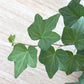 English Ivy Hoop - Live Plants in 4 Inch Pots - Hedera Helix - Florist Quality - Beautiful Easy Care Indoor Air Purifying Topiary Houseplant Vine