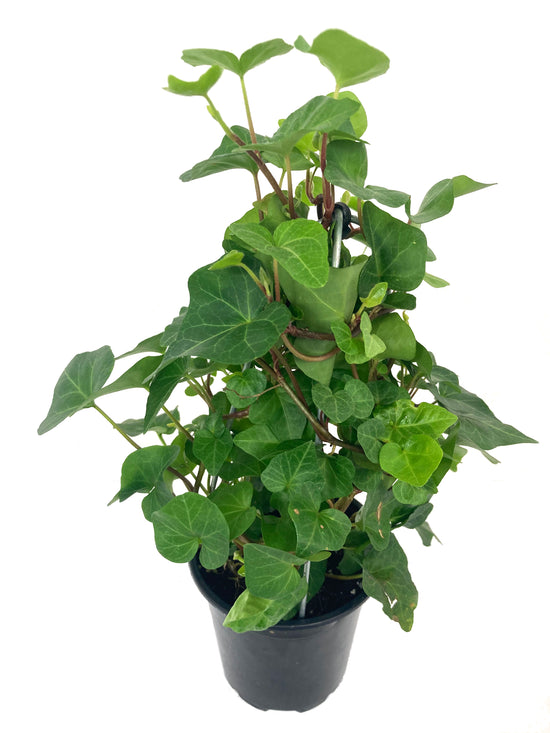 English Ivy Tree - Live Plants in 4 Inch Pots - Hedera Helix - Florist Quality - Stylish Air Purifying Topiary Houseplant Vine