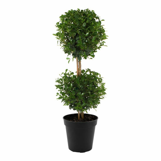 Eugenia 2 Ball Topiary - Live Plant in a 6 Inch Pot - 1-2 Foot Tall - Eugenia Myrtifolium - Beautifully Pruned Outdoor Topiary for Patios and Outdoor Decor