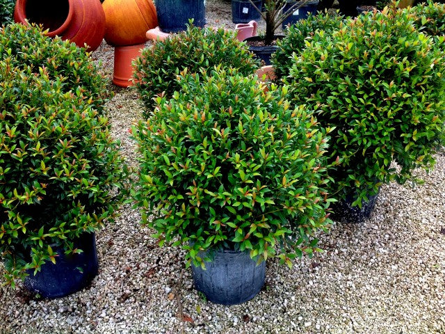 Eugenia Globe Topiary - Live Plant in a 10 Inch Pot - Eugenia Myrtifolium - Beautifully Pruned Outdoor Topiary popular for Patios and Outdoor Decor