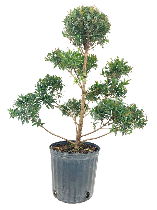 Eugenia Pom Pom Topiary - Live Plant in a 10 Inch Pot - Eugenia Myrtifolium - Beautifully Pruned Outdoor Topiary for Patios and Outdoor Decor