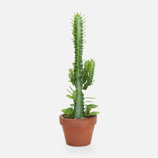 Euphorbia Trigona Green Cathedral Cactus - Live Plant in a 4 Inch Pot - Extremely Rare Cactus Succulent