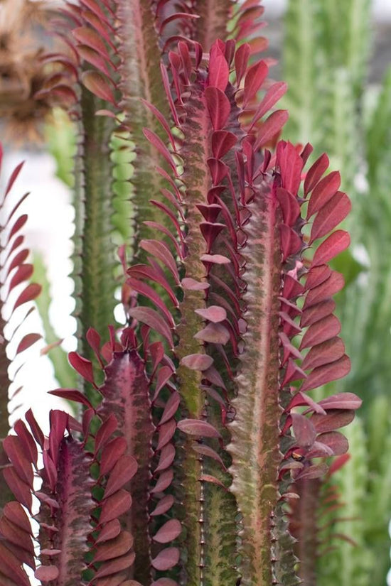 Euphorbia Trigona Red Cathedral Cactus - Live Plant in a 4 Inch Pot - Extremely Rare Cactus Succulent