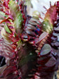 Euphorbia Trigona Red Cathedral Cactus - Live Plant in a 4 Inch Pot - Extremely Rare Cactus Succulent