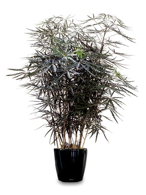 False Aralia - Live Plant in a 10 Inch Pot - Schefflera Elegantissima - Beautifully Textured Indoor Foliage Specimen