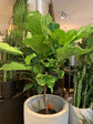 Fiddle Leaf Fig Tree - Live Plant in a 10 Inch Pot - Ficus Lyrata - Florist Quality Air Purifying Indoor Plant