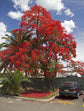 Flame Tree - Live Plant in a 4 Inch Pot - Brachychiton Acerifolius - Striking Deciduous Flowering Tree