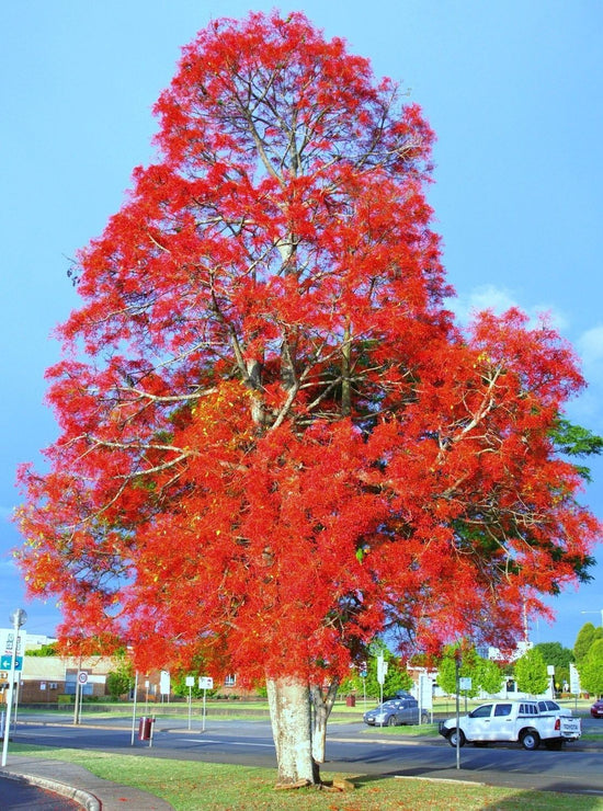 Flame Tree - Live Plant in a 4 Inch Pot - Brachychiton Acerifolius - Striking Deciduous Flowering Tree