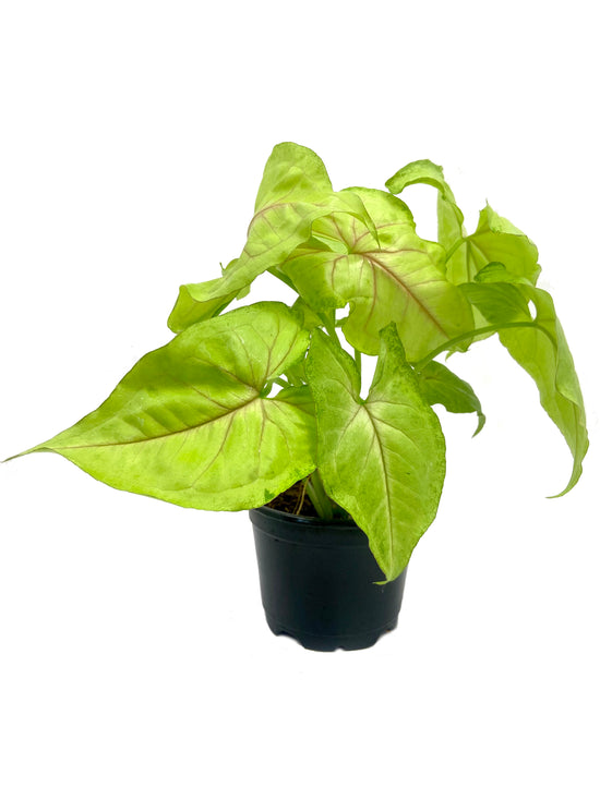 Gold Allusion Arrowhead Vine - Live Plant in a 4 Inch Growers Pot - Syngonium Podophyllum - Beautiful Clean Air Indoor Outdoor Houseplant