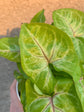 Gold Allusion Arrowhead Vine - Live Plant in a 4 Inch Growers Pot - Syngonium Podophyllum - Beautiful Clean Air Indoor Outdoor Houseplant