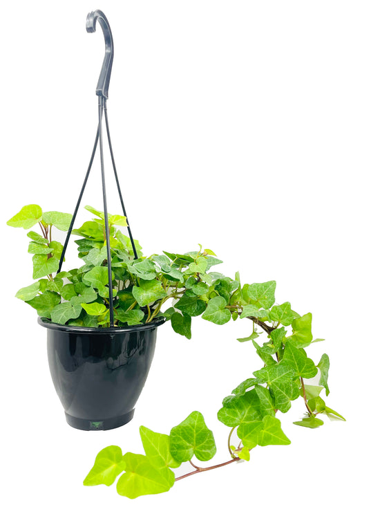 Green English Ivy Hanging Basket - Live Plant in a 4 Inch Hanging Pot - Hedera Helix - Beautiful Easy Care Indoor Air Purifying Houseplant Vine