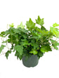 Green English Ivy - Live Plants in 6 Inch Pots - Hedera Helix - Beautiful Easy Care Indoor Air Purifying Houseplant Vine