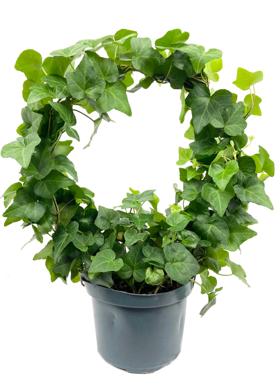 English Ivy Hoop - Live Plant in a 6 Inch Pot - Hedera Helix - Beautiful Easy Care Indoor Air Purifying Topiary Houseplant Vine