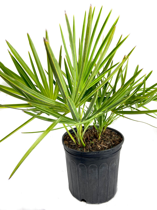 Green Saw Palmetto - Live Plant in a 10 Inch Growers Pot - Serenoa Repens ‘Green’ - Native Ornamental Palms from Florida