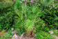 Green Saw Palmetto - Live Plant in a 10 Inch Growers Pot - Serenoa Repens ‘Green’ - Native Ornamental Palms from Florida