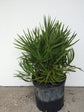 Green Saw Palmetto - Live Plant in a 10 Inch Growers Pot - Serenoa Repens ‘Green’ - Native Ornamental Palms from Florida