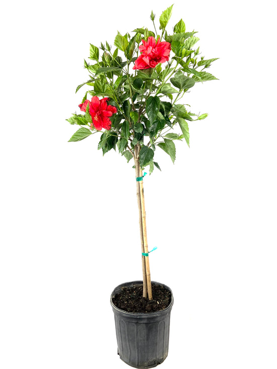 Hibiscus Red Tree - Live Plant in a 3 Gallon Pot - Hibiscus Rosa Sinensis &