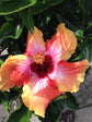 Hibiscus Fiesta Tree - Live Plant in a 3 Gallon Pot - Standard - Hibiscus Rosa Sinensis &