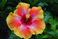 Hibiscus Fiesta Tree - Live Plant in a 3 Gallon Pot - Standard - Hibiscus Rosa Sinensis &