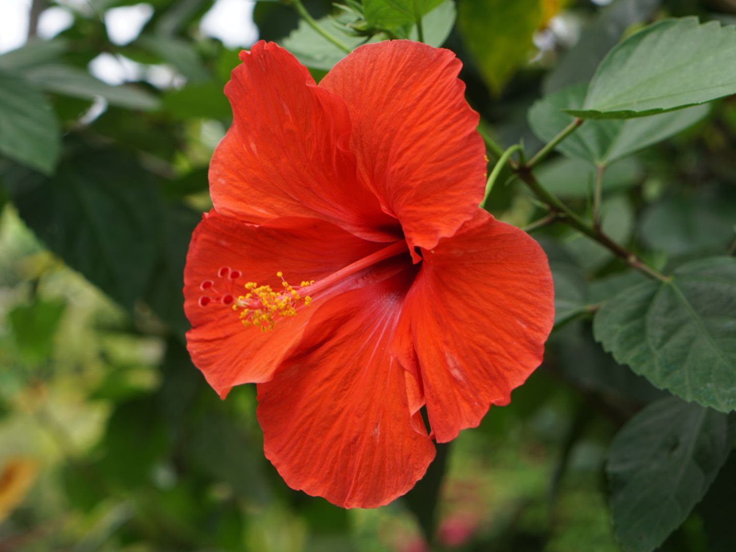 Tropical Flowers Hibiscus Hawaii | Skin For Instant Pot Smart WiFi 6QT