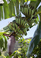 Ice Cream Banana Tree - Live Tree in a 3 Gallon Pot - Blue Java - 2 to 3 Feet Tall - Edible Fruit Bearing Tree for The Patio and Garden