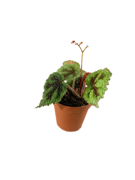 Iron Cross Begonia - Live Plant in a 4 Inch Pot - Begonia Masoniana - Beautiful Indoor Houseplant