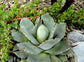 J. C. Raulston Hardy Century Plant - Live Plant in a 4 Inch Pot - Agave Parryi &